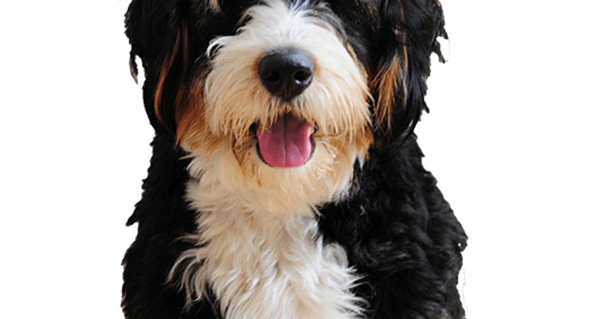 procent Bandiet Pluche pop Bernedoodle pups te koop | Bazoeki