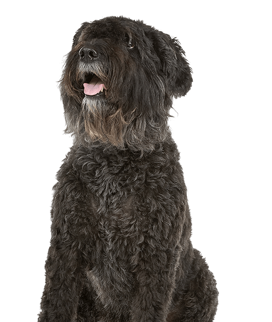 Bouvier des Flandres