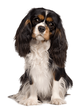 Cavalier King Charles Spaniël