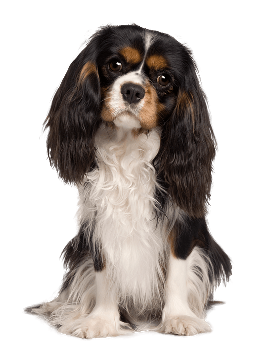 Cavalier shop spaniel puppies