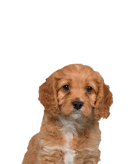 Cavapoo