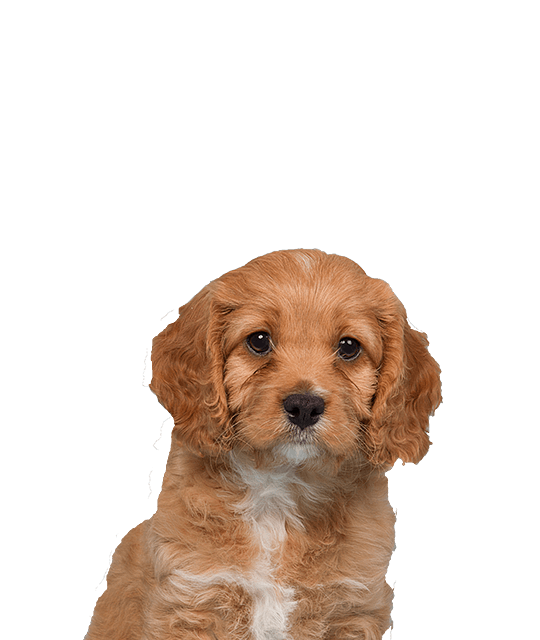 Cavapoo 2