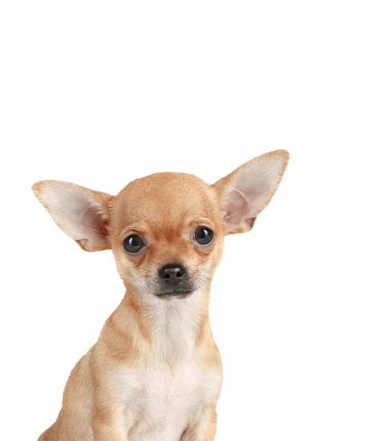 Chihuahua 2