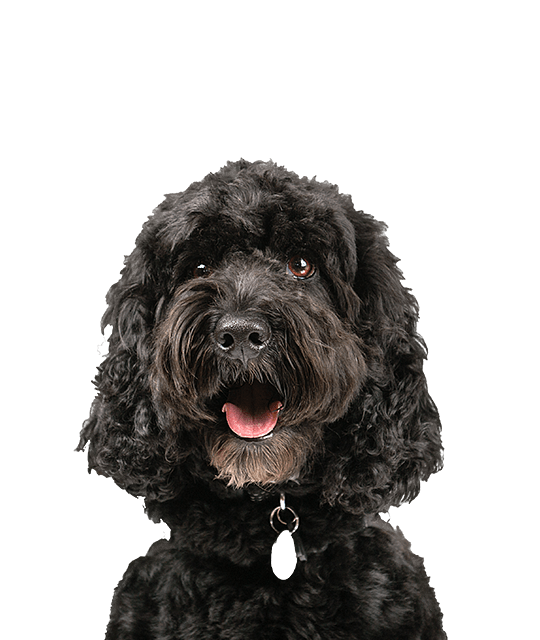 Cockapoo 2