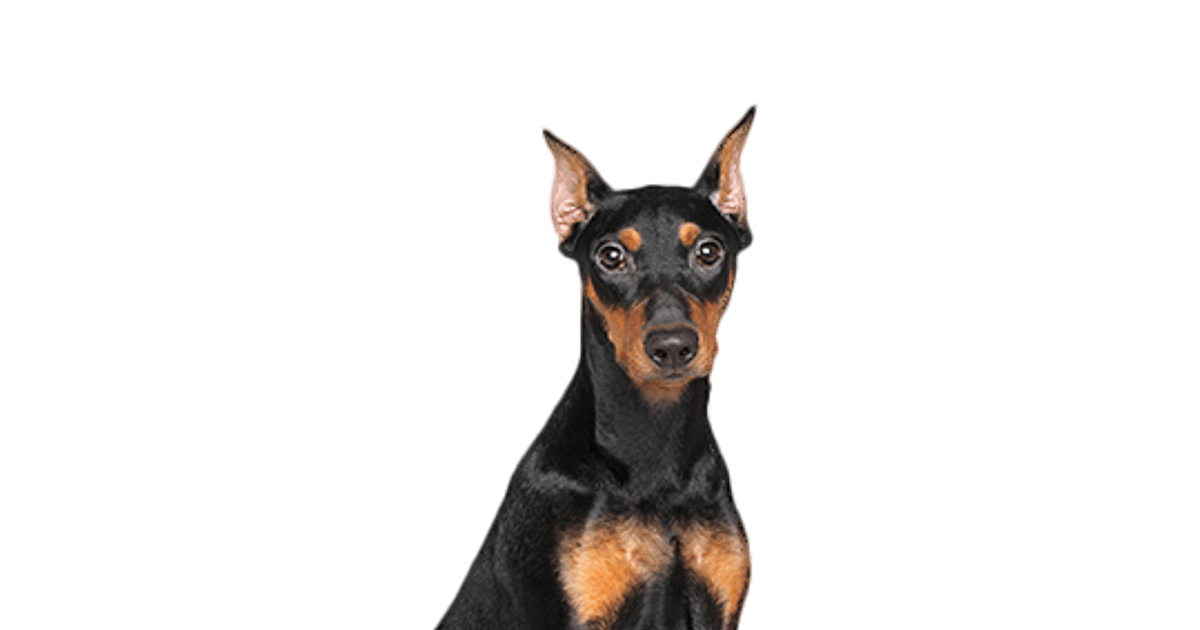 Duitse Pinscher pups te koop Bazoeki