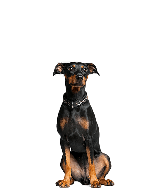 Dwergpinscher Groot Normaal