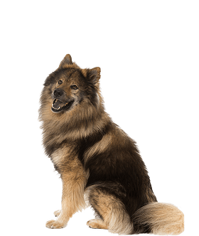 Eurasier