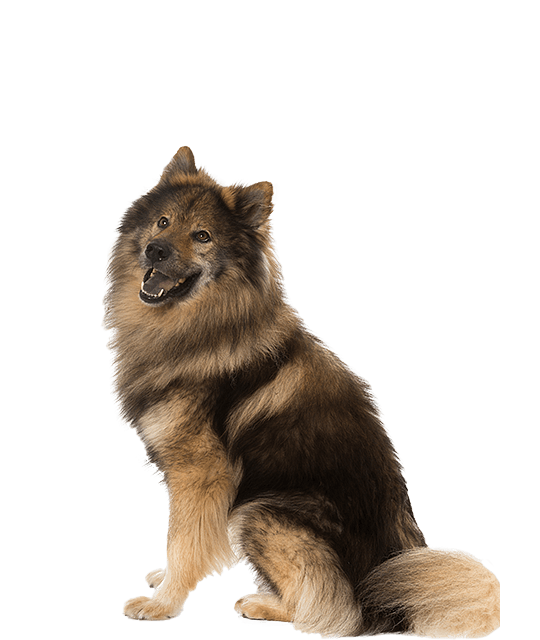 Eurasier vierkant