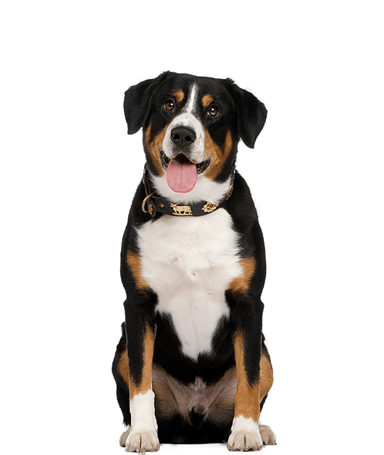 Entlebucher Groot Normaal