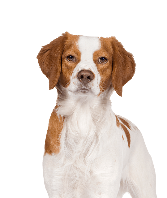 Epagneul Rassen detail