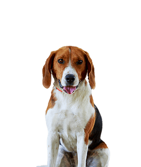 English Foxhound