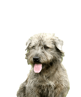 Irish Glen of Imaal Terrier