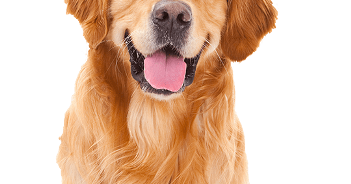 onderwerpen Beschrijvend Lodge Golden Retriever pups te koop | Bazoeki