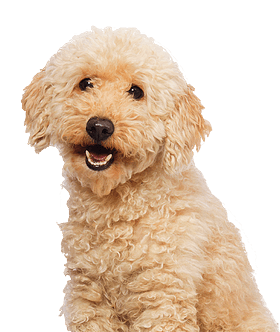 Goldendoodle