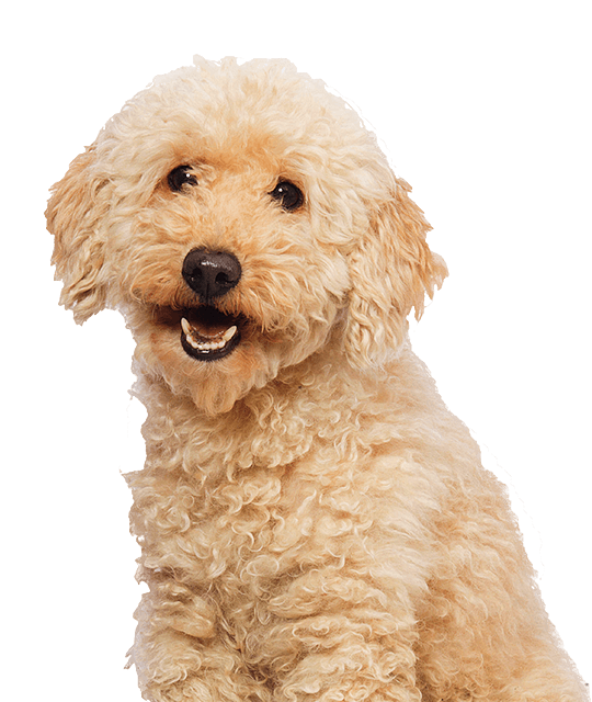 Goldendoodle