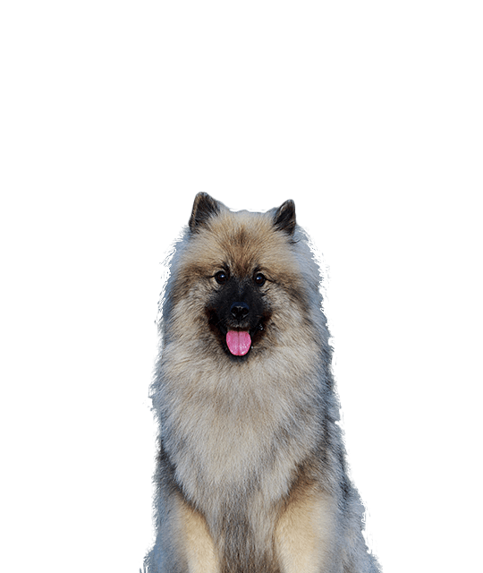 Grote Keeshond Groot Normaal