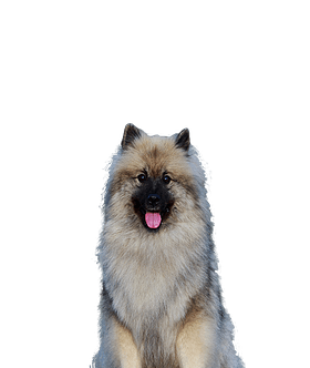 Grote Keeshond
