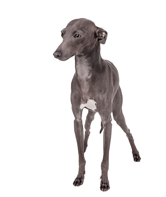 Italiaans windhondje vierkant