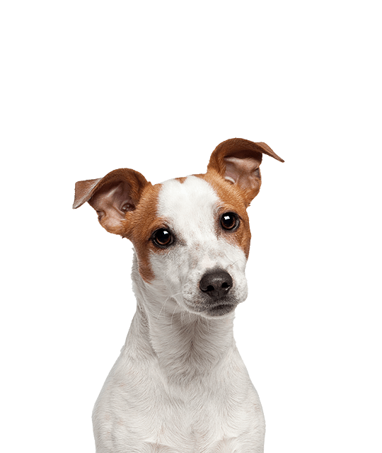 Zonnebrand Proportioneel Handschrift Jack Russell Terriër pups te koop | Bazoeki