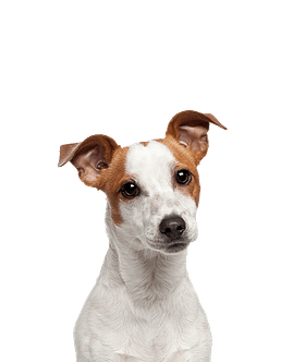 Jack Russell Terriër ruwhaar pup kopen? | Bazoeki