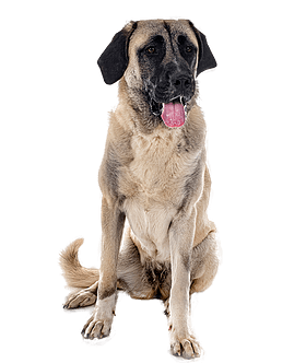 Kangal Köpek