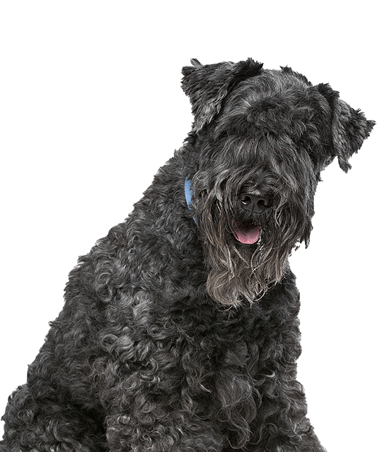 Kerry Blue Terrier 2