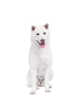 Kishu