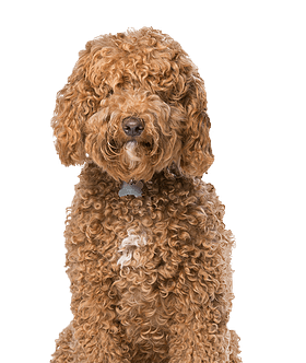 Labradoodle