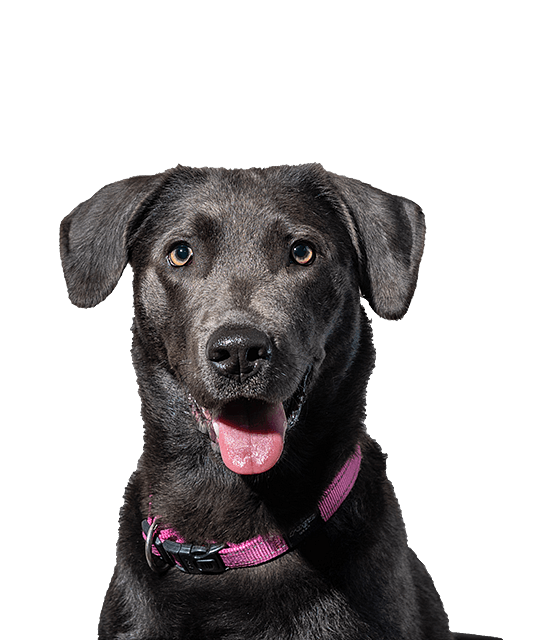 Labrador charcoal pup