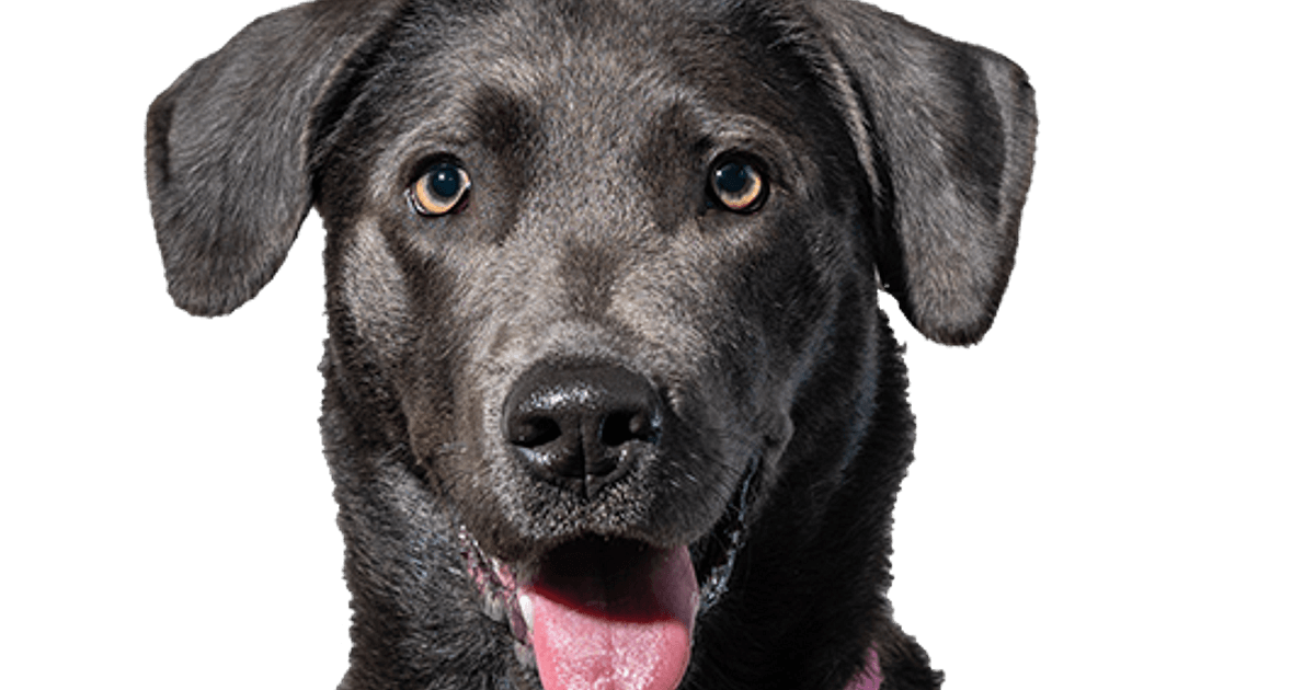 Vader fage Voorlopige Manoeuvreren Zilver of Grijze Labrador Retriever pups te koop | Bazoeki