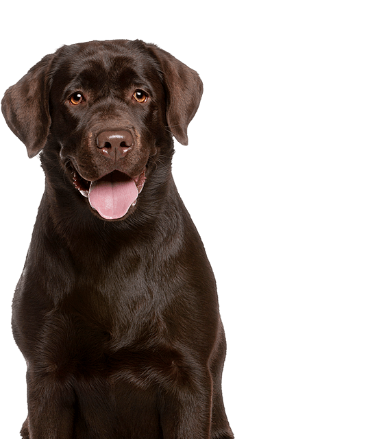 Labrador Retriever 2