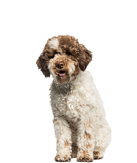 Lagotto Romagnolo