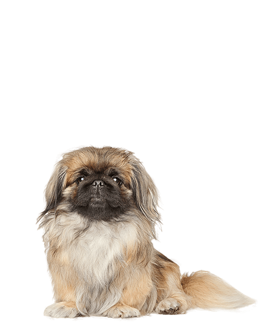 Pekinese Groot Normaal