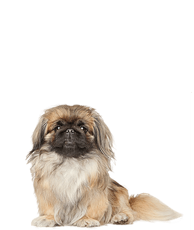 Pekingees