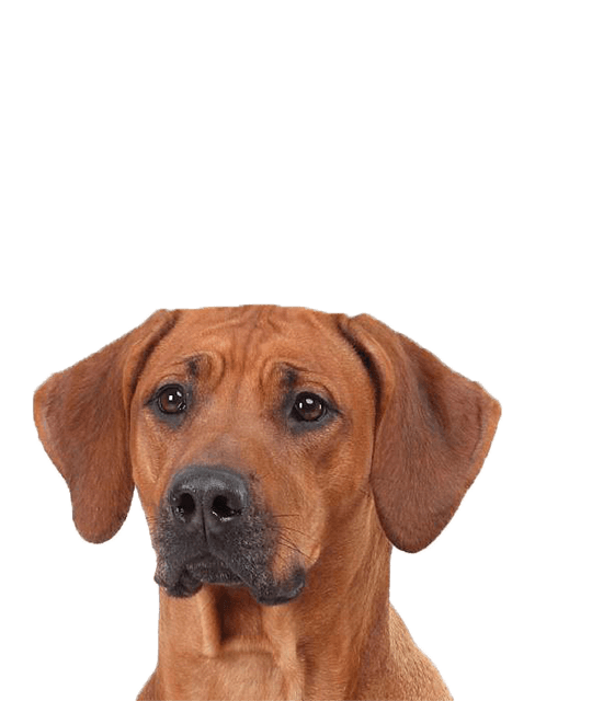 Rhodesian Ridgeback