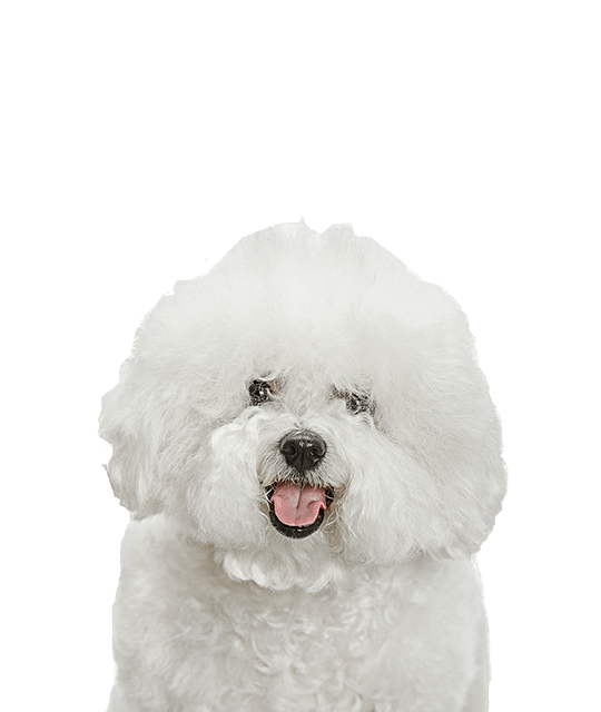 Bichon frise