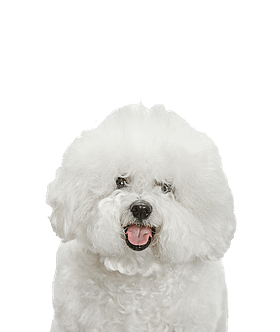 Bichon Frisé