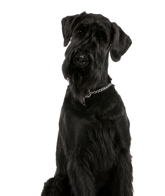 Riesenschnauzer pups te koop