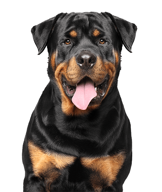 Amfibisch vijand gehandicapt Rottweiler pups te koop | Bazoeki