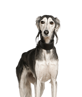 Saluki