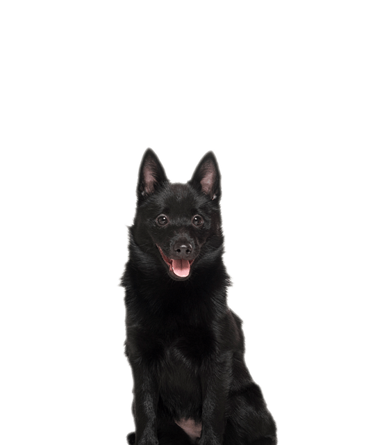 Schipperke