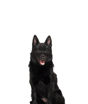 Schipperke