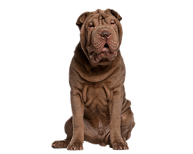 Shar-Pei