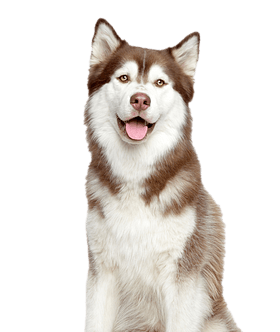 Siberische Husky