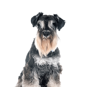 Dwergschnauzer