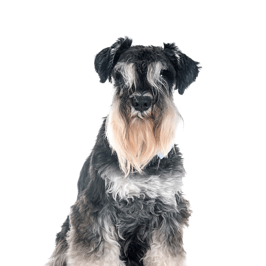 Dwergschnauzer