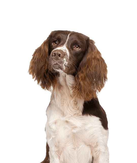 Springer spaniel rassendetail 1