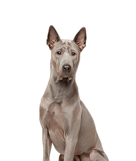 Thai Ridgeback Dog