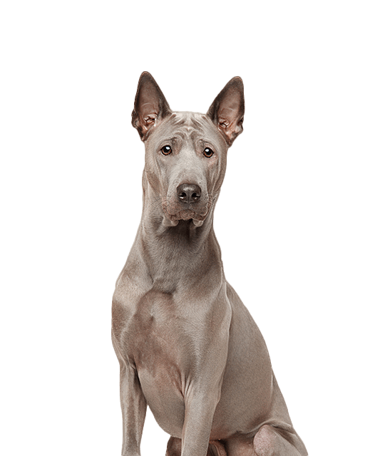 Thai ridgeback Dog