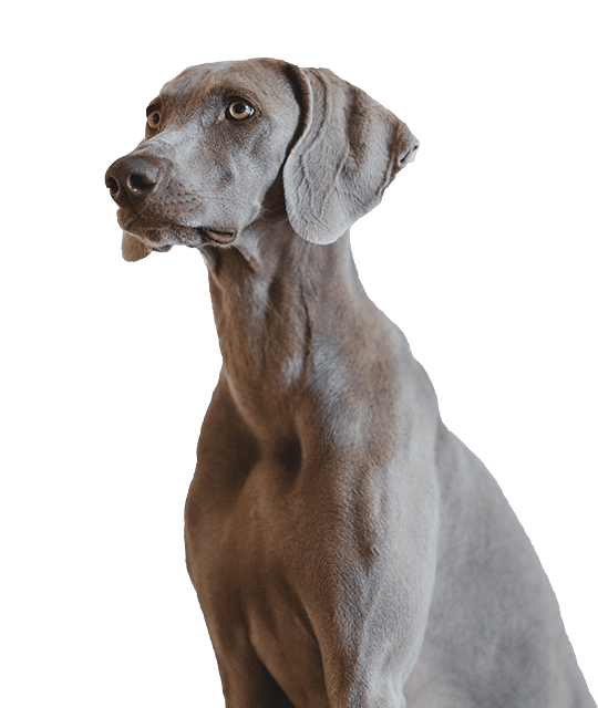 Weimaraner